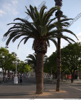 Photo Reference of Palm Tree 0003